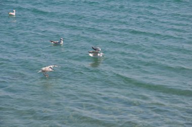 Doğal ortamda güzel kuş Larus ridibundus (Kara başlı Martı)