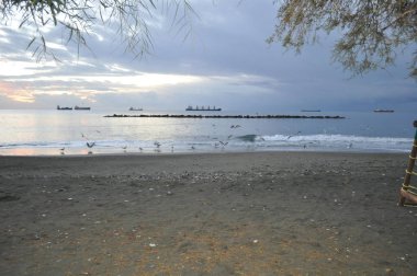 Doğal ortamda güzel kuş Larus ridibundus (Kara başlı Martı)