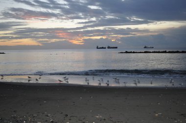 Doğal ortamda güzel kuş Larus ridibundus (Kara başlı Martı)