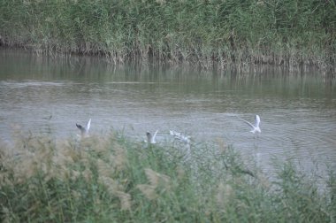 Doğal ortamda güzel kuş Larus ridibundus (Kara başlı Martı)