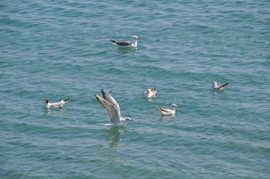 Doğal ortamda güzel kuş Larus ridibundus (Kara başlı Martı)