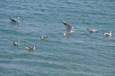 Doğal ortamda güzel kuş Larus ridibundus (Kara başlı Martı)