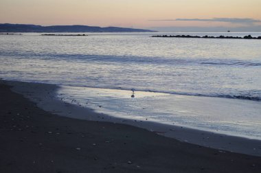 Doğal ortamda güzel kuş Larus ridibundus (Kara başlı Martı)