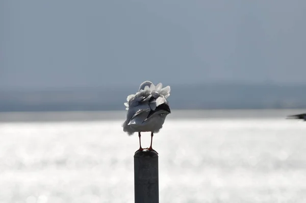 Krásný Pták Larus Ridibundus Racek Černohlavý Přírodním Prostředí — Stock fotografie