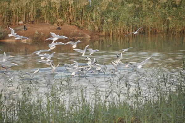 Szép Madár Larus Ridibundus Feketefejű Sirály Természeti Környezet — Stock Fotó