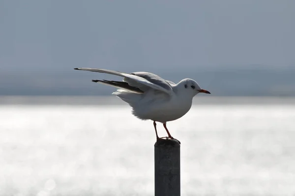 Hermoso Pájaro Larus Ridibundus Gaviota Cabeza Negra Entorno Natural — Foto de Stock