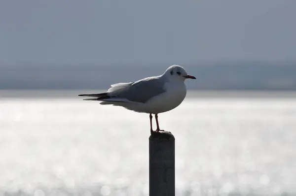 Belo Pássaro Larus Ridibundus Gaivota Cabeça Preta Ambiente Natural — Fotografia de Stock