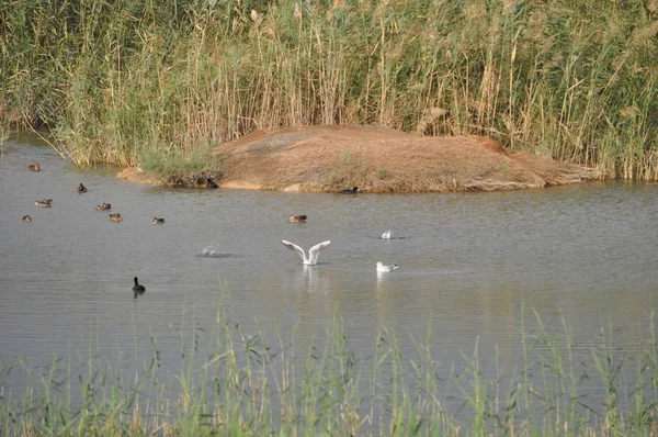 Doğal Ortamda Güzel Kuş Larus Ridibundus Kara Başlı Martı — Stok fotoğraf