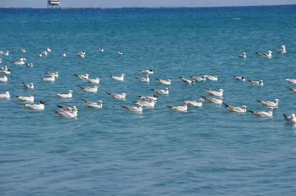 Bel Oiseau Larus Ridibundus Mouette Tête Noire Dans Milieu Naturel — Photo