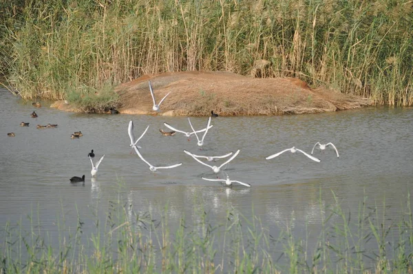 Doğal Ortamda Güzel Kuş Larus Ridibundus Kara Başlı Martı — Stok fotoğraf