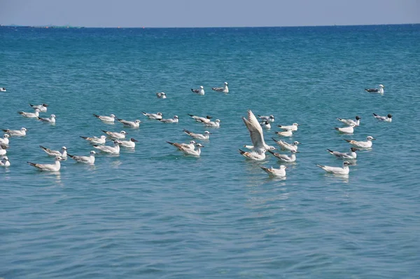 Hermoso Pájaro Larus Ridibundus Gaviota Cabeza Negra Entorno Natural — Foto de Stock