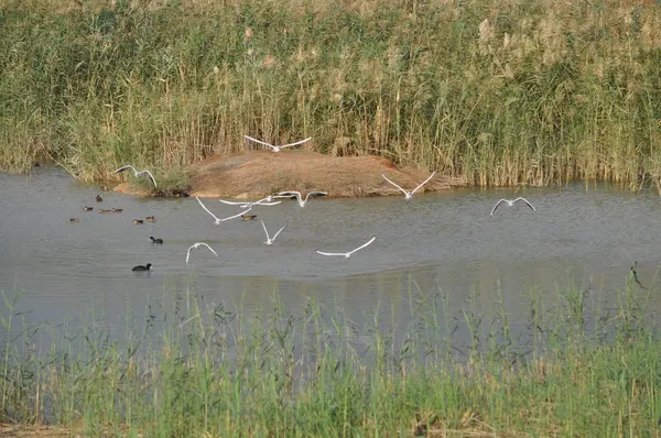 Doğal Ortamda Güzel Kuş Larus Ridibundus Kara Başlı Martı — Stok fotoğraf