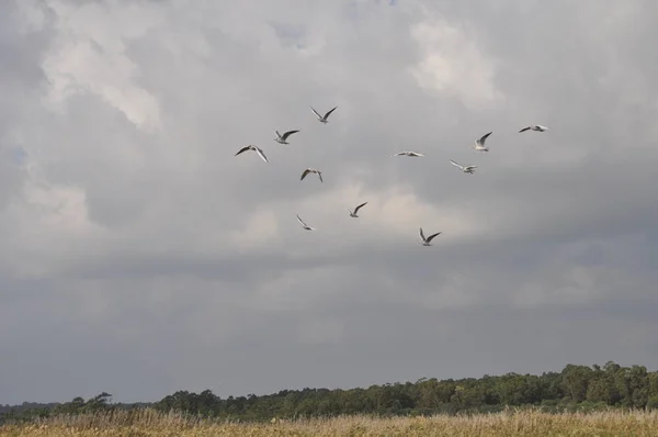 Doğal Ortamda Güzel Kuş Larus Ridibundus Kara Başlı Martı — Stok fotoğraf