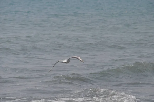 Beautiful Bird Larus Ridibundus Black Headed Gull Natural Environment — Stock Photo, Image