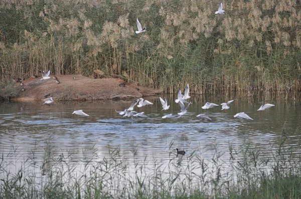 Doğal Ortamda Güzel Kuş Larus Ridibundus Kara Başlı Martı — Stok fotoğraf