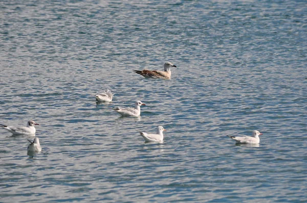 Szép Madár Larus Ridibundus Feketefejű Sirály Természeti Környezet — Stock Fotó