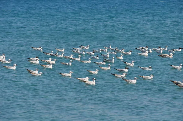 Hermoso Pájaro Larus Ridibundus Gaviota Cabeza Negra Entorno Natural —  Fotos de Stock