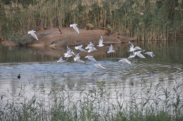 Belo Pássaro Larus Ridibundus Gaivota Cabeça Preta Ambiente Natural — Fotografia de Stock