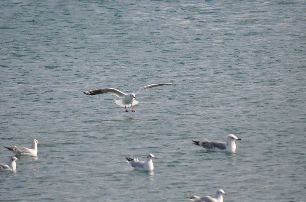 Bel Oiseau Larus Ridibundus Mouette Tête Noire Dans Milieu Naturel — Photo