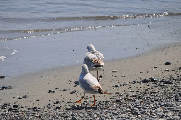 Bel Oiseau Larus Ridibundus Mouette Tête Noire Dans Milieu Naturel — Photo