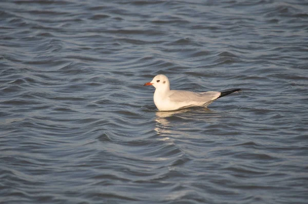 Belo Pássaro Larus Ridibundus Gaivota Cabeça Preta Ambiente Natural — Fotografia de Stock