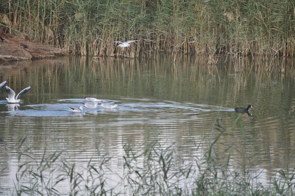 Doğal Ortamda Güzel Kuş Larus Ridibundus Kara Başlı Martı — Stok fotoğraf