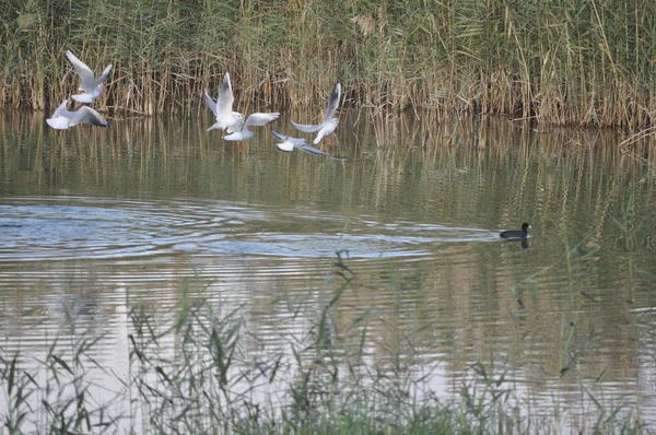 Szép Madár Larus Ridibundus Feketefejű Sirály Természeti Környezet — Stock Fotó