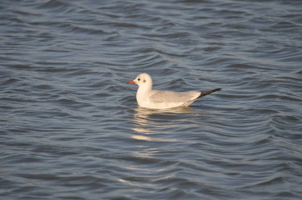 Krásný Pták Larus Ridibundus Racek Černohlavý Přírodním Prostředí — Stock fotografie