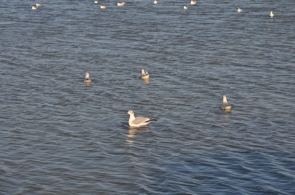 Piękny Ptak Larus Ridibundus Gull Black Headed Naturalnym Środowisku — Zdjęcie stockowe