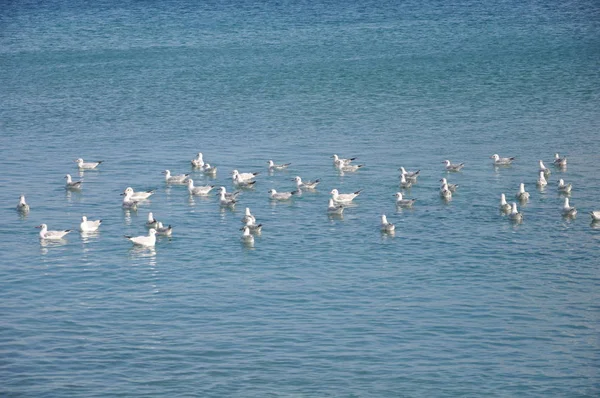 Bel Oiseau Larus Ridibundus Mouette Tête Noire Dans Milieu Naturel — Photo