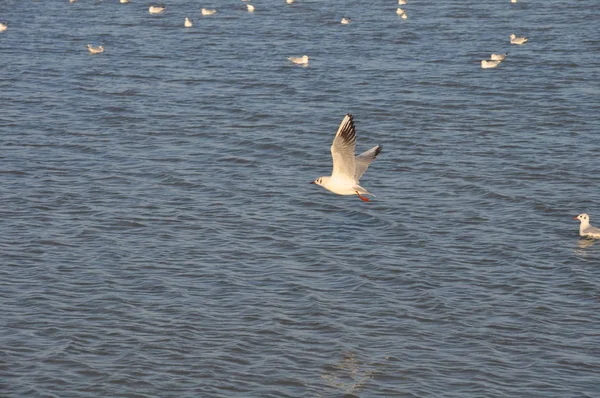 Beautiful Bird Larus Ridibundus Black Headed Gull Natural Environment — Stock Photo, Image