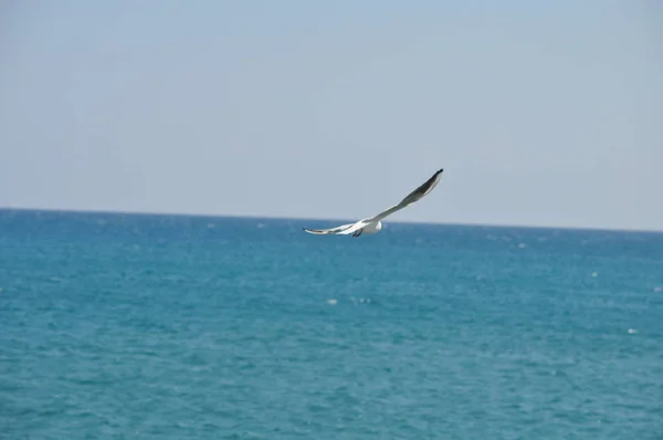 Beautiful Bird Larus Ridibundus Black Headed Gull Natural Environment — Stock Photo, Image