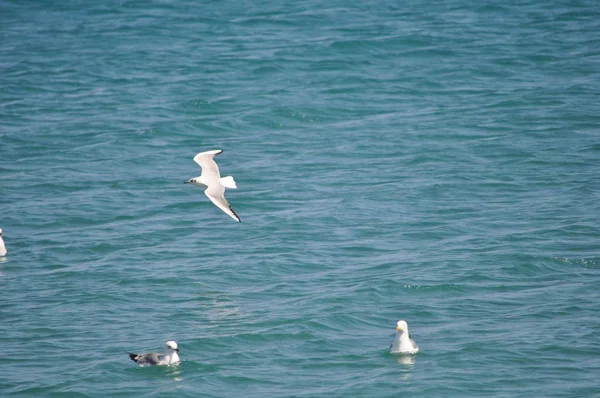 Bel Oiseau Larus Ridibundus Mouette Tête Noire Dans Milieu Naturel — Photo