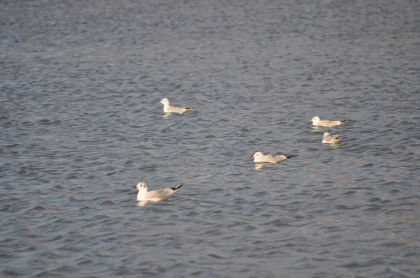 Όμορφο Πουλί Larus Μαυροκέφαλος Γλάρος Στο Φυσικό Περιβάλλον — Φωτογραφία Αρχείου