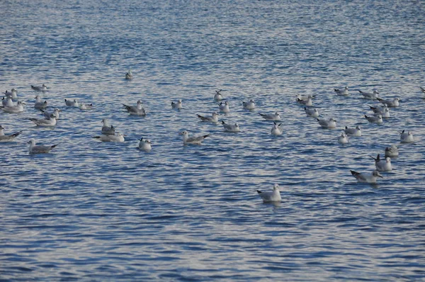 Bel Oiseau Larus Ridibundus Mouette Tête Noire Dans Milieu Naturel — Photo