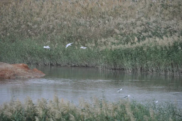 Doğal Ortamda Güzel Kuş Larus Ridibundus Kara Başlı Martı — Stok fotoğraf