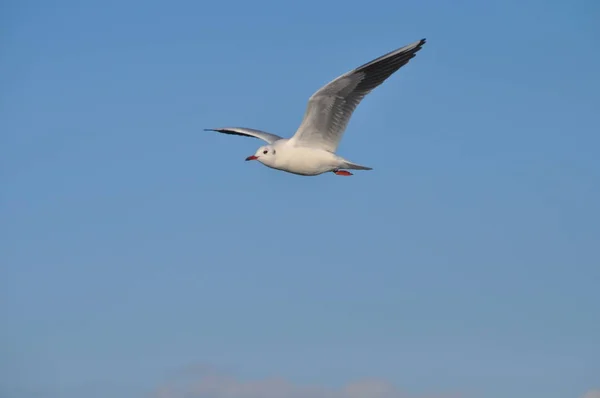 Piękny Ptak Larus Ridibundus Gull Black Headed Naturalnym Środowisku — Zdjęcie stockowe