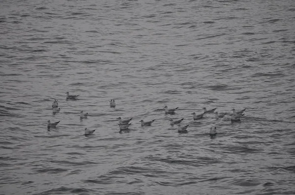 Bel Oiseau Larus Ridibundus Mouette Tête Noire Dans Milieu Naturel — Photo