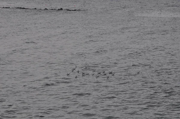 Bel Oiseau Larus Ridibundus Mouette Tête Noire Dans Milieu Naturel — Photo