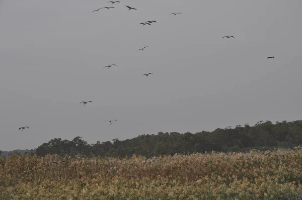 Bellissimo Uccello Larus Ridibundus Gabbiano Dalla Testa Nera Nell Ambiente — Foto Stock