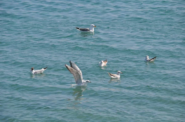 Hermoso Pájaro Larus Ridibundus Gaviota Cabeza Negra Entorno Natural — Foto de Stock