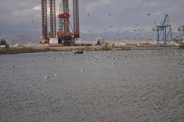 The beautiful bird Larus ridibundus (Black-headed Gull) in the natural environment