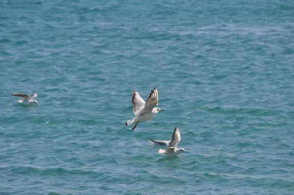 Bel Oiseau Larus Ridibundus Mouette Tête Noire Dans Milieu Naturel — Photo