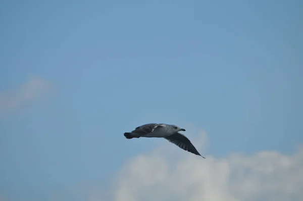 Belo Pássaro Larus Ridibundus Gaivota Cabeça Preta Ambiente Natural — Fotografia de Stock