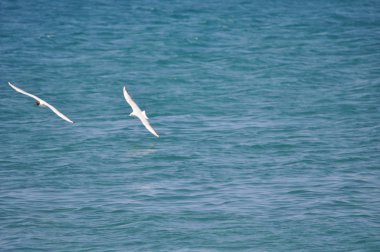 Doğal ortamda güzel kuş Larus ridibundus (Kara başlı Martı)