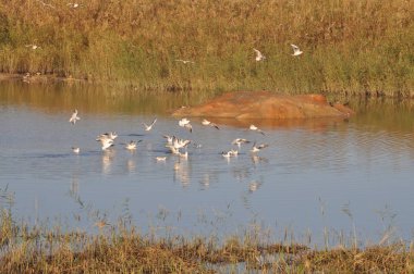 Doğal ortamda güzel kuş Larus ridibundus (Kara başlı Martı)