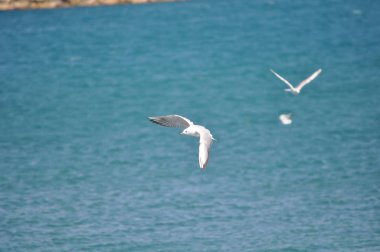Doğal ortamda güzel kuş Larus ridibundus (Kara başlı Martı)
