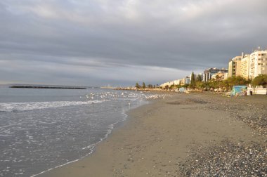 Doğal ortamda güzel kuş Larus ridibundus (Kara başlı Martı)