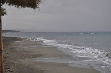 Doğal ortamda güzel kuş Larus ridibundus (Kara başlı Martı)