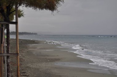 Doğal ortamda güzel kuş Larus ridibundus (Kara başlı Martı)